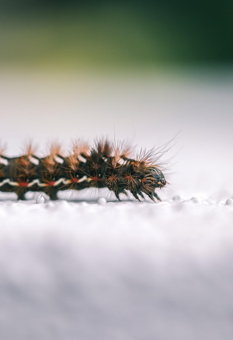Egg carton caterpillars